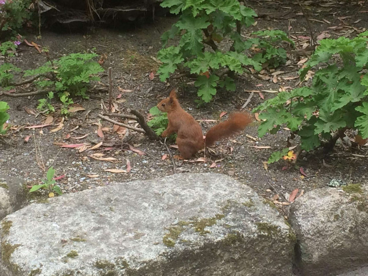 Squirrel